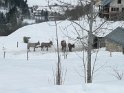 2010-01-29 10-13-10 Villard de Lans-DLe